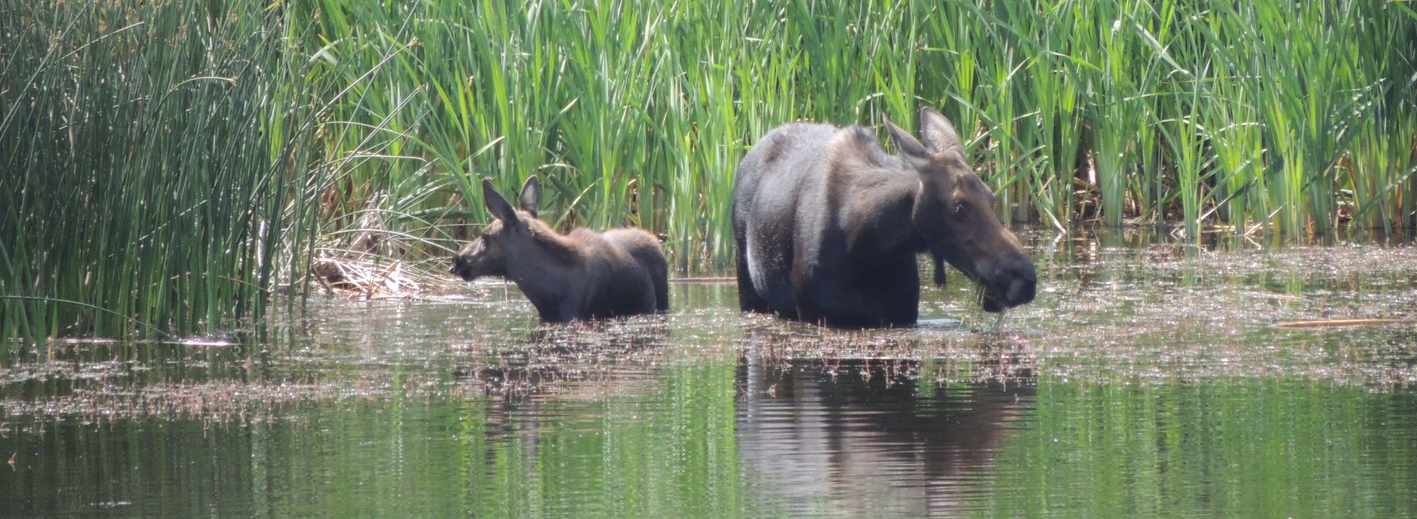 Wildlife on Montana River Safari(1)