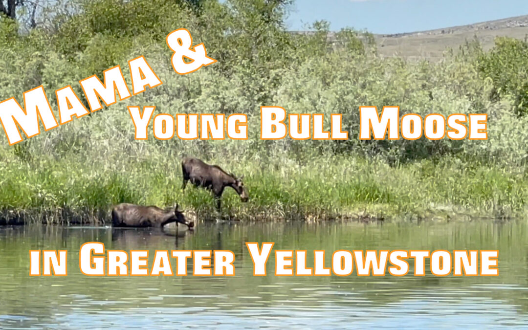 Recent Wildlife Sightings on Montana Rivers