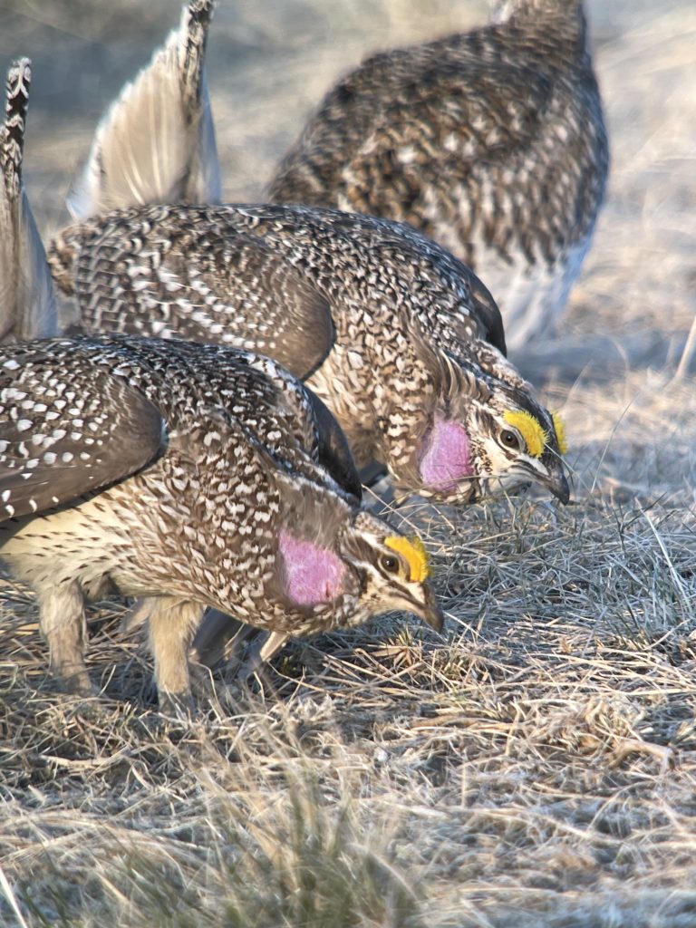 Montana Sage Grouse, Montana birding, birding tours