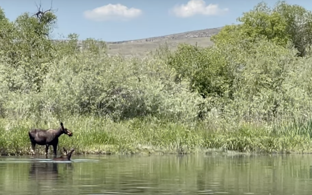 Mama & Young Bull Moose in Quiet River Backwater