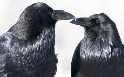 How to Add Birding in Yellowstone Country