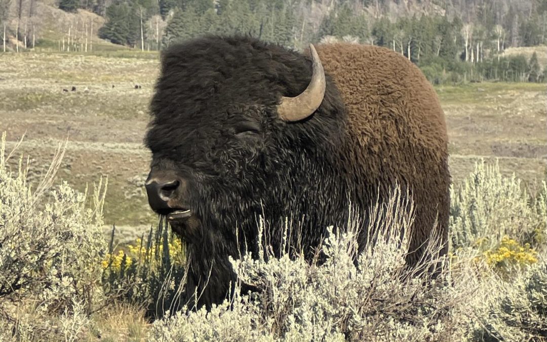 When is the Best Time to Visit Yellowstone?