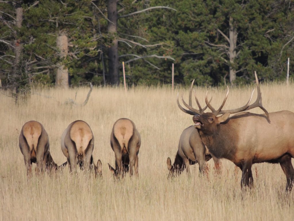 elk fall, Montana elk, Yellowstone wildlife in fall