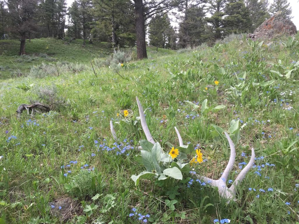 Spring in Yellowstone, wildflowers in Yellowstone, Montana spring
